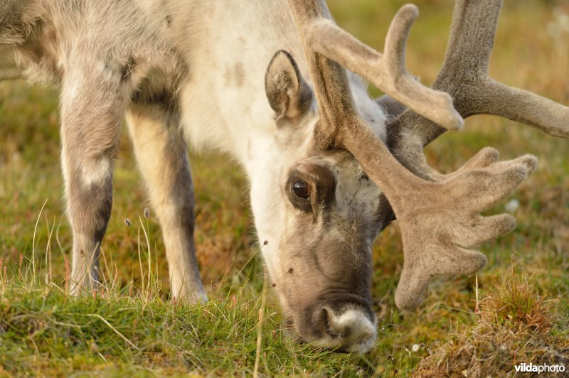 Rendier in Spitsbergen