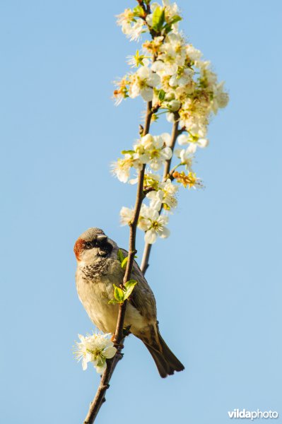 Huismus