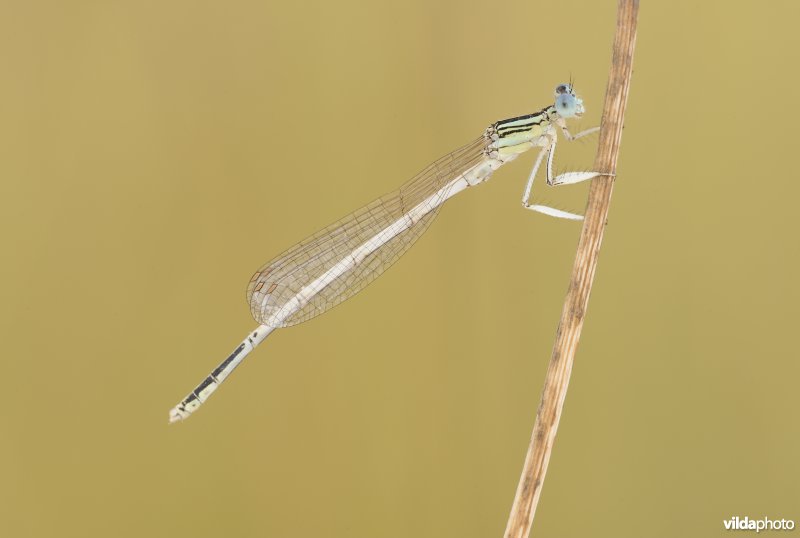 Breedscheenjuffer