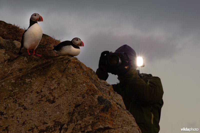Fotograaf fotografeert papegaaiduikers