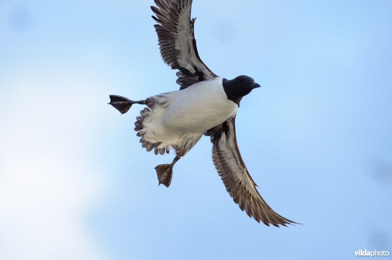 Zeekoet