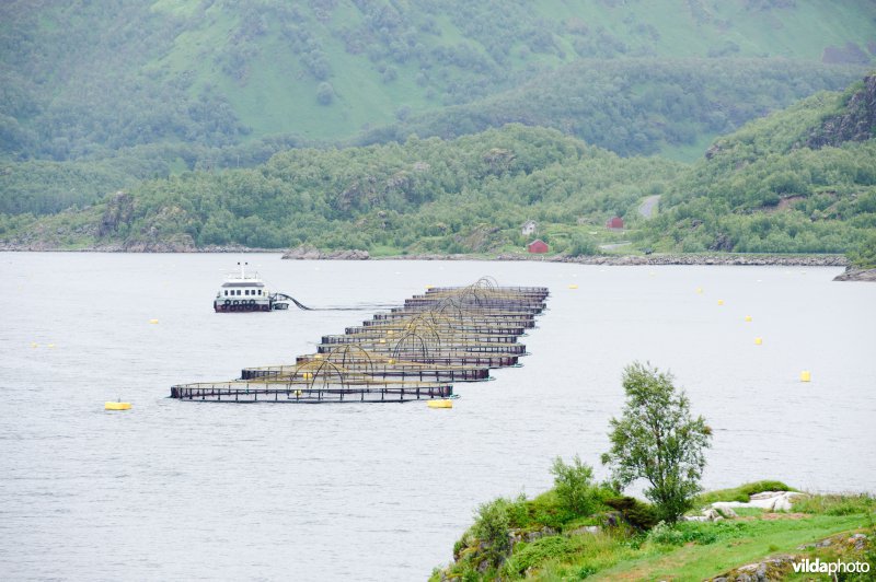 Zalmkwekerij in fjord