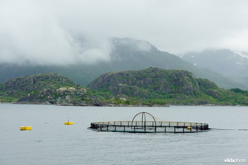 Zalmkwekerij in fjord