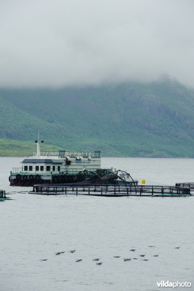 Zalmkwekerij in fjord