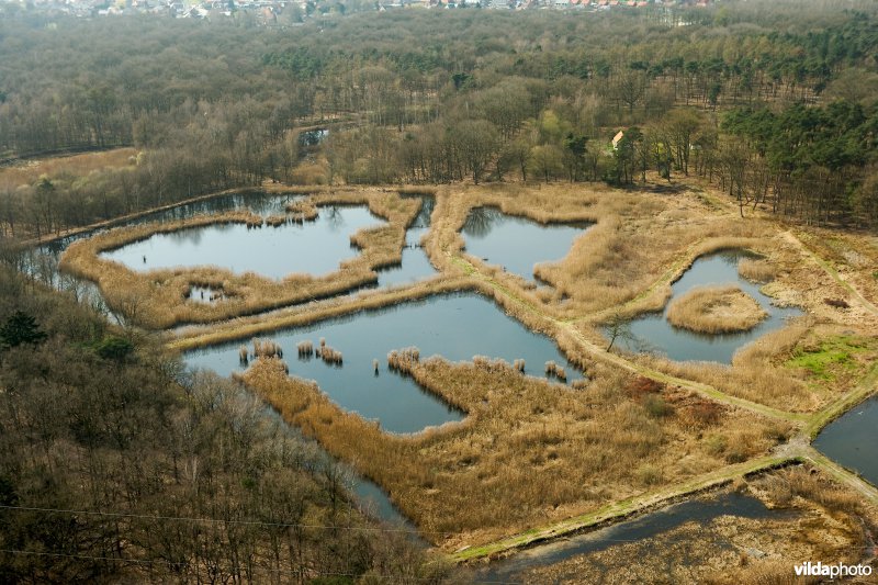Munsterbos