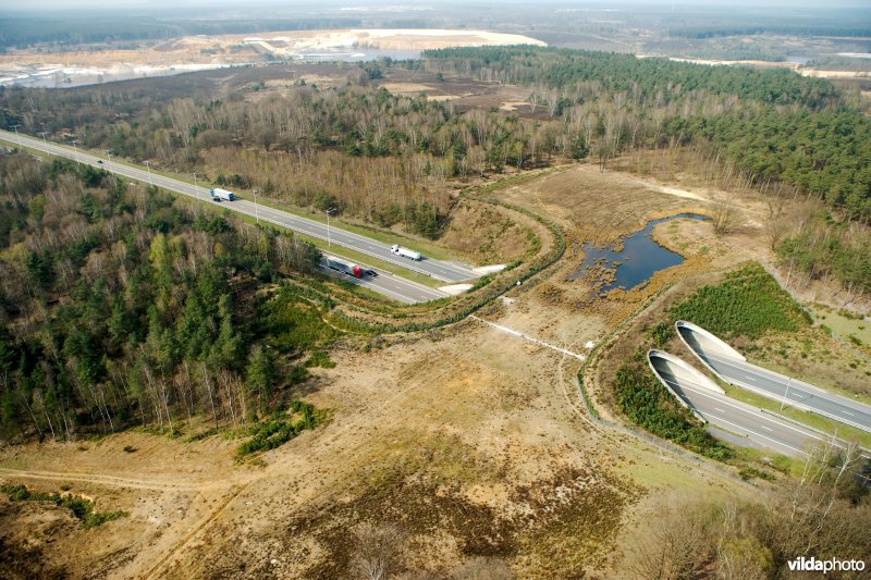 Ecoduct Kikbeek in de Mechelse heide