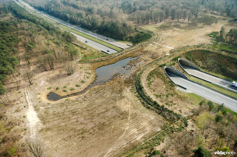 Ecoduct Kikbeek in de Mechelse heide