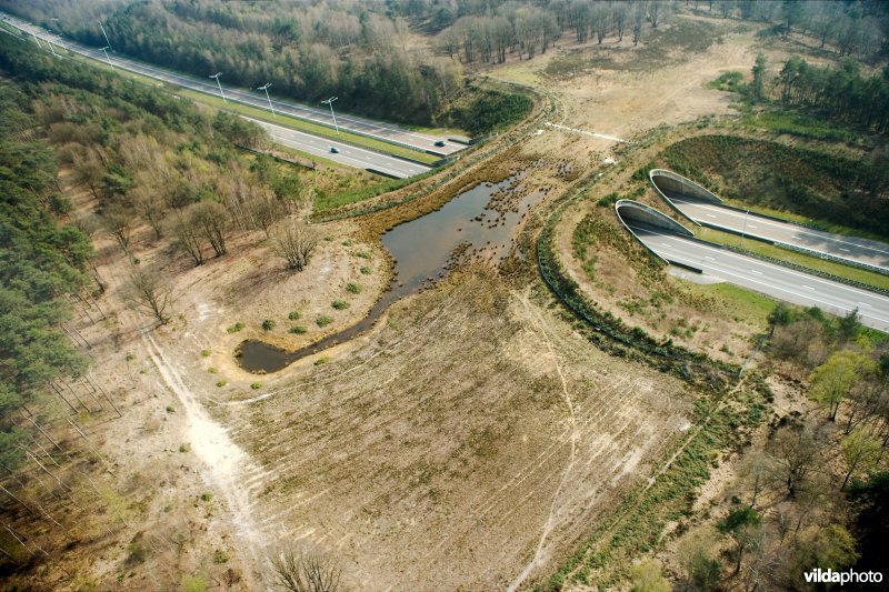 Ecoduct Kikbeek in de Mechelse heide