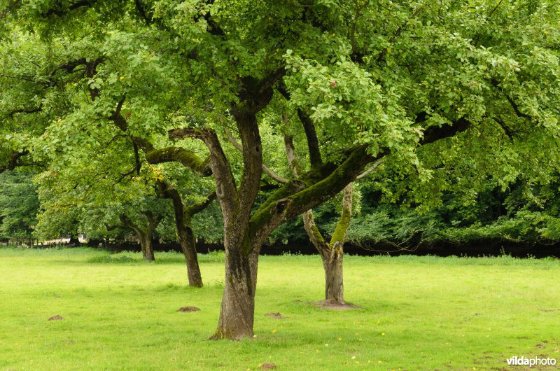 Oude hoogstamboomgaard