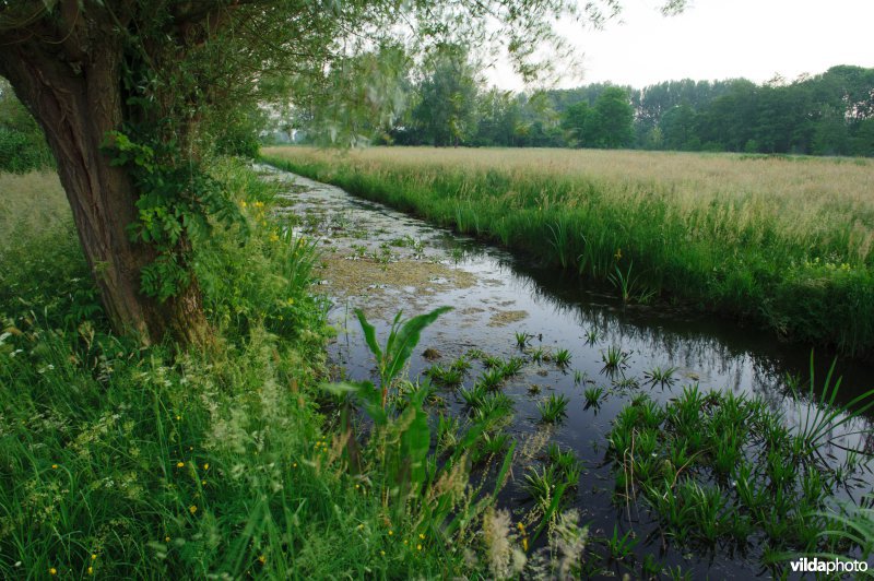 Laagveensloot met krabbescheer