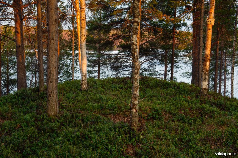 Pasvik, Noorwegen