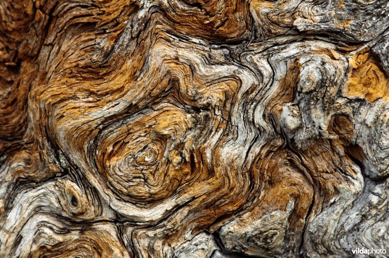 Structuren in hout van fijnspar