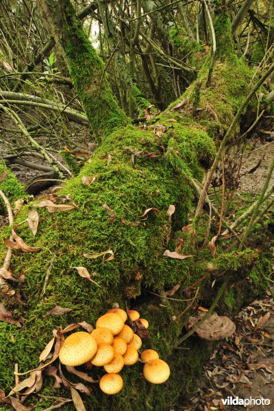 Zoetwaterschorren langs de Schelde