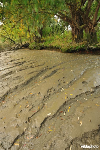 Zoetwaterschorren langs de Schelde