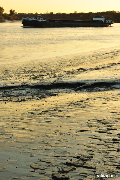 Zoetwaterschorren langs de Schelde