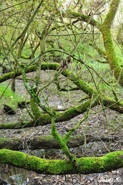 Schorren aan de Notelaer