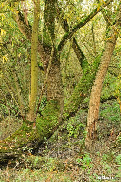 Schorren aan de Notelaer