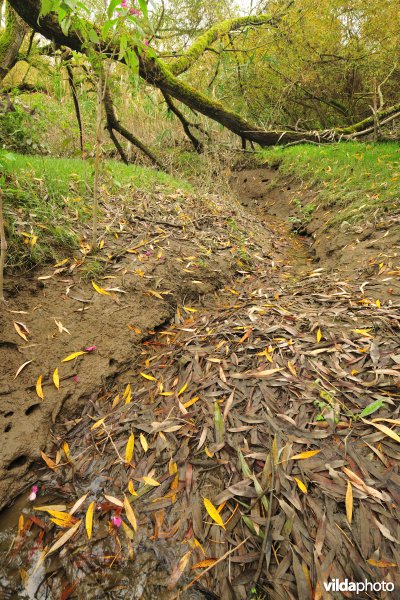 Schorren aan de Notelaer