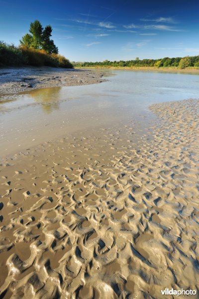 Zoetwaterschorren langs de Schelde