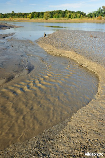 Zoetwaterschorren langs de Schelde