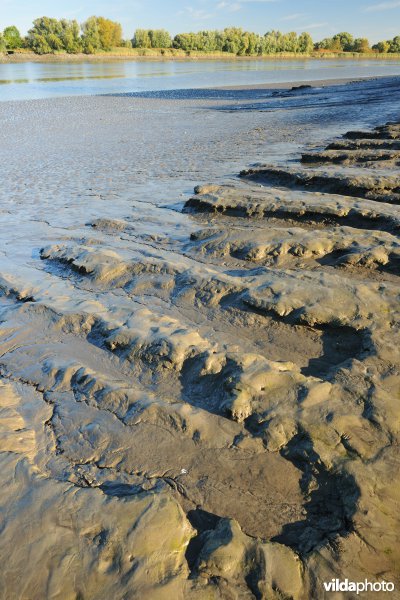 Zoetwaterschorren langs de Schelde