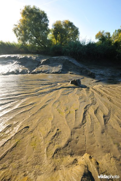 Zoetwaterschorren langs de Schelde