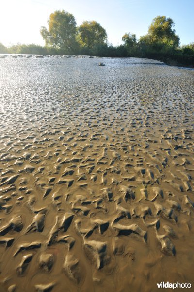 Zoetwaterschorren langs de Schelde