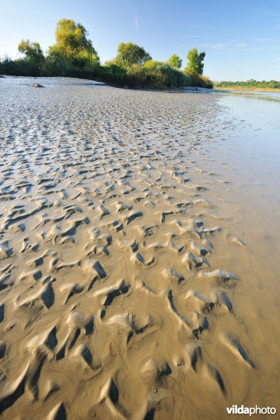 Zoetwaterschorren langs de Schelde