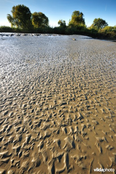 Zoetwaterschorren langs de Schelde