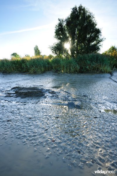 Zoetwaterschorren langs de Schelde