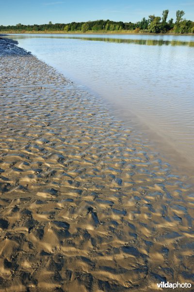 Zoetwaterschorren langs de Schelde