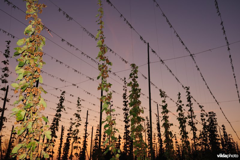 Staakveld met hoppeteelt