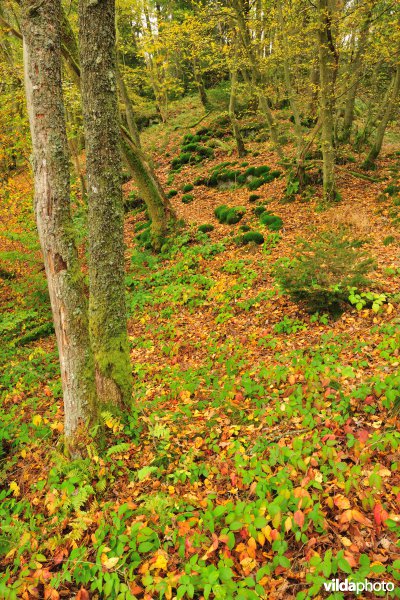Vallei van de Ourthe
