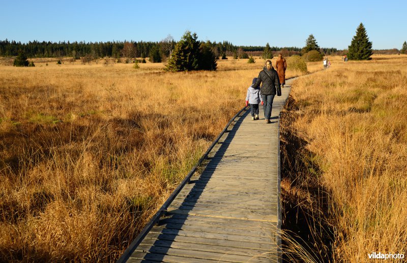 Wandelen in de Hoge Venen