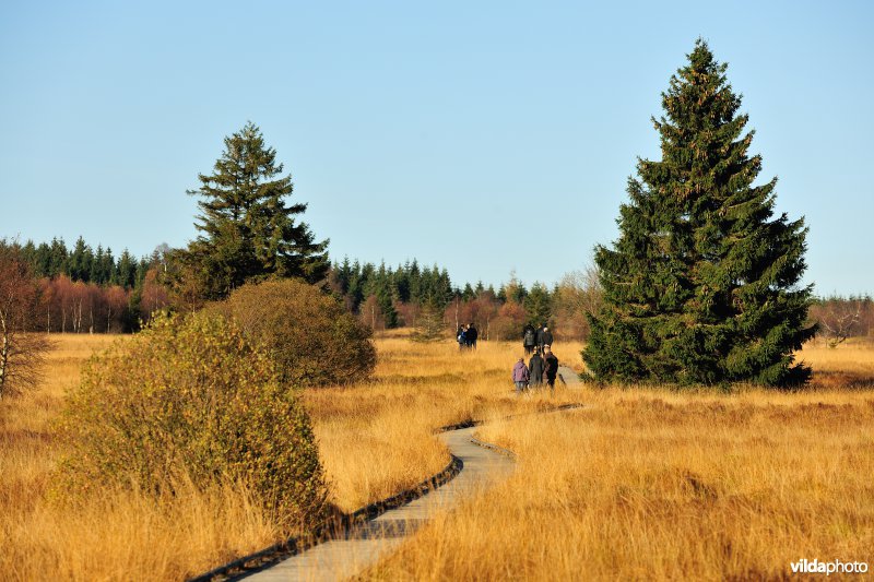 Wandelen in de Hoge Venen