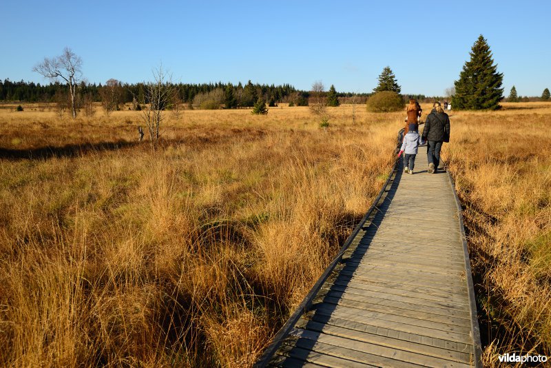 Wandelen in de Hoge Venen