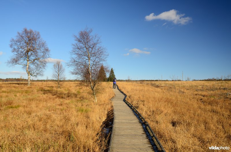 Wandelen in de Hoge Venen