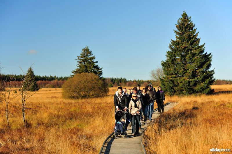 Wandelen in de Hoge Venen