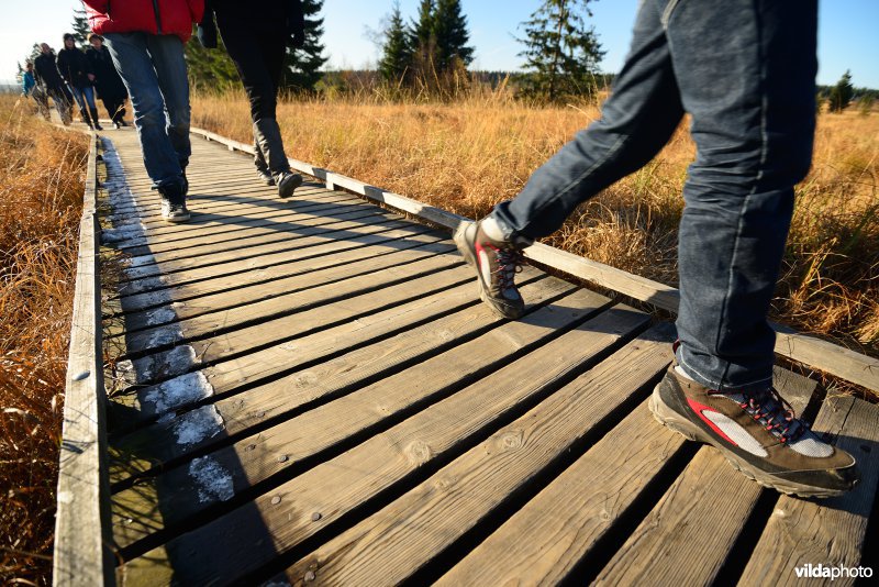 Wandelen in de Hoge Venen