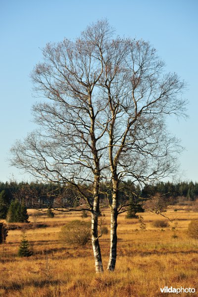 Hoge Venen