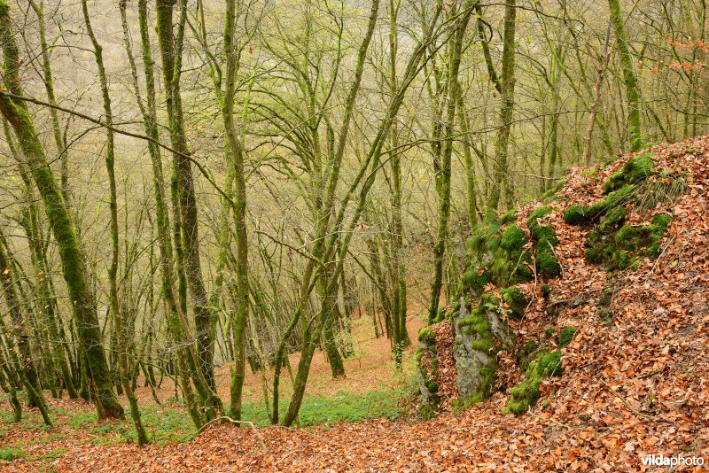 Vallei van de Ourthe