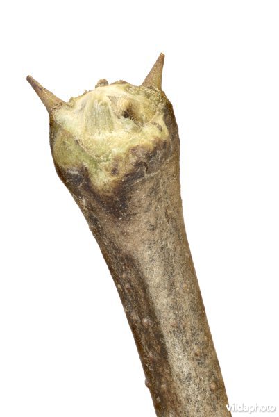 Knop van Robinia