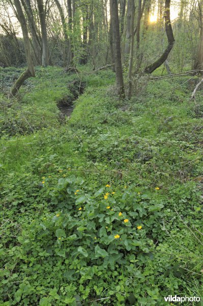 Elzenbroekbos met dotterbloem