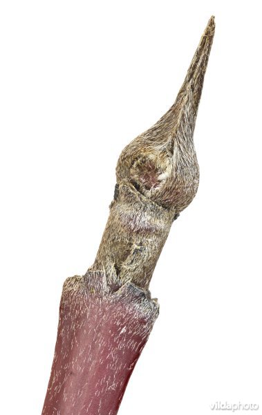 Knop van Rode kornoelje