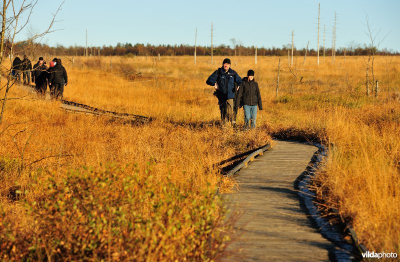 Wandelen in de Hoge Venen