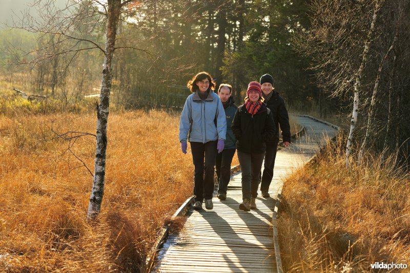 Wandelen in de Hoge Venen