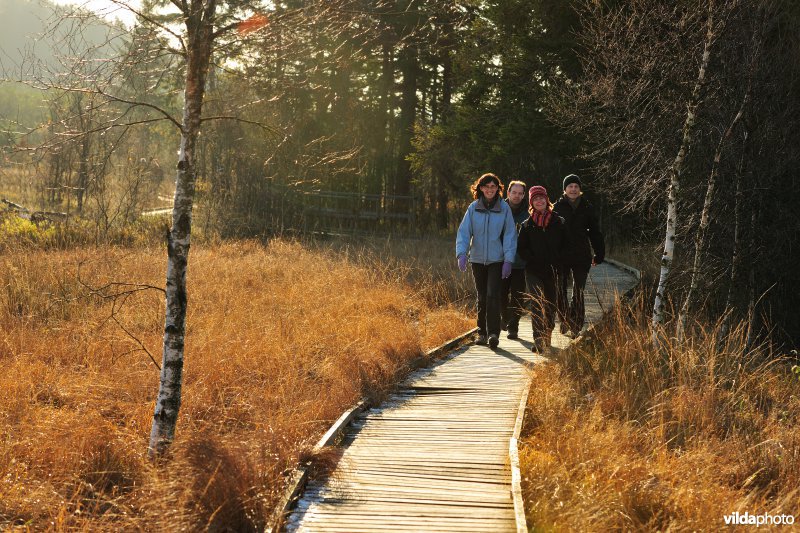 Wandelen in de Hoge Venen