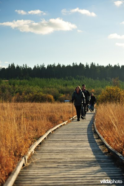Wandelen in de Hoge Venen