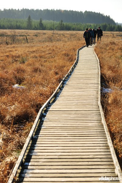 Wandelen in de Hoge Venen