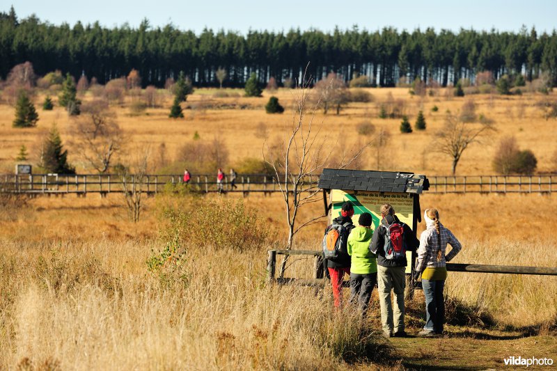 Wandelen in de Hoge Venen